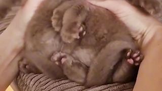 cute cat 20
