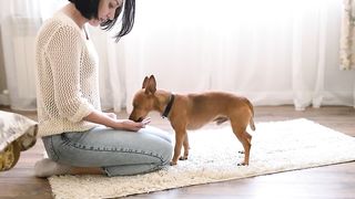 Dog on the carpet