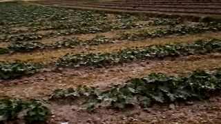 Village video 3