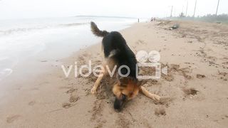 German dog the beach sand
