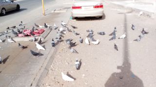 So cute pet pigeons and doves