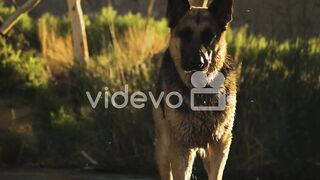 Close up shepherd dog