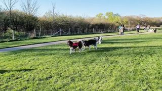 Happy Dogs Play At Dog Park Compilation | Funny Video