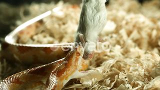 kobra bite to mouse