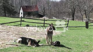 Shepherd dogs field playing