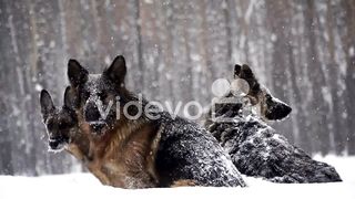 Shepdog