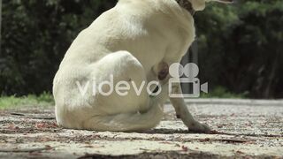 Dog sitting and scratching