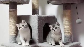 Kucing lucu 8