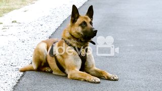 Dog seen tracking