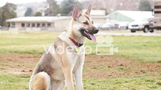 Puppy shepherd training