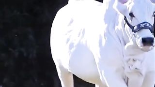 Cow  lover