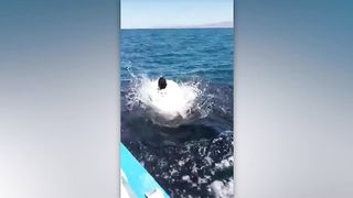 Humans fails