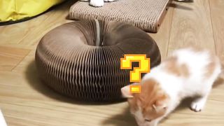 KITTEN DISCOVERS FROG FOR THE FIRST TIME!!