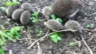 ZOO WORLD 10