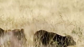 K-391 & Alan Walker - Ignite (Live Performance at VG-Lista with Julie Bergan and Vinni) lyrics ????
