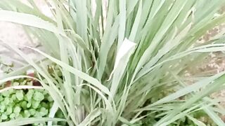 Beautiful Lemongrass Tree