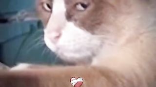 Funny cat 108