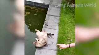 Funny Animal Videos 2023 ???? - Funniest Dogs and Cats Videos ???? 10