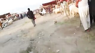 Pakistan ma 10 Qurbani kay janwar