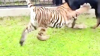 Tiger and dog