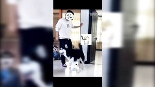Funny Cats and Dogs - TikTok Compilation [6]