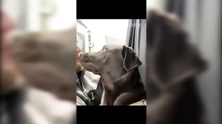 Funny Cats and Dogs - TikTok Compilation [7]