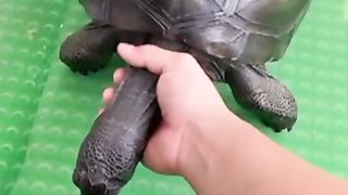 Kura kura leher panjang