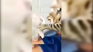 Funny Cats and Dogs - TikTok Compilation [9]