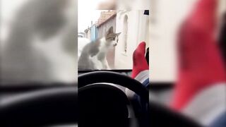 Funny Cats and Dogs - TikTok Compilation [10]