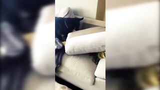 Funny Cats and Dogs - TikTok Compilation [11]