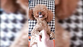 Funny Cats and Dogs - TikTok Compilation [12]