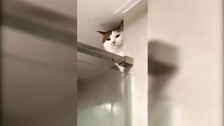 Funny Cats and Dogs - TikTok Compilation [13]