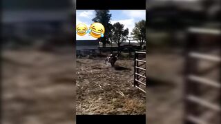 Funny Cats and Dogs - TikTok Compilation [15]