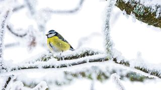 Snowfall relaxing vibes