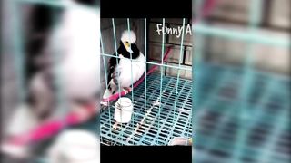 Funny Cats and Dogs - TikTok Compilation [16]