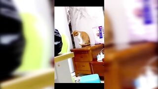Funny Cats and Dogs - TikTok Compilation [17]