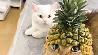 Funny cat 110