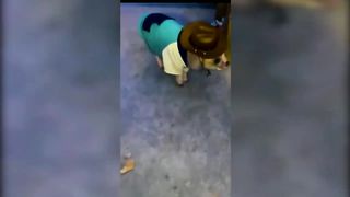 Funny Cats and Dogs - TikTok Compilation [18]