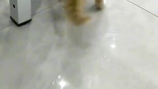 Funny cat 111