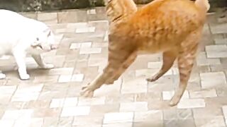 Funny cat compilation 2