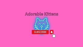 Kitty Cat Cuteness