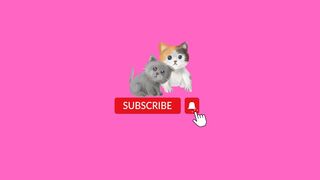 Adorable Kittens