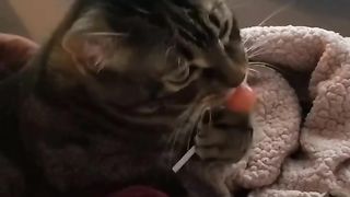 Kucing makan permen manis