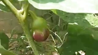 Brinjal plant