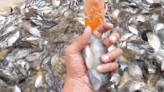 7 Weeks Tilapia Using Biofloc Technology - Ganito na ka Laki