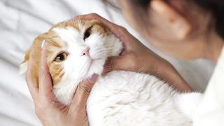 Cat Cute Video