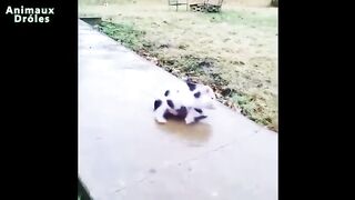 Les plus beaux animaux du monde