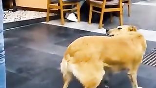 Funniest Videos 2022 -- Funny Cats -- and Dogs --