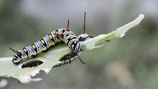 insect