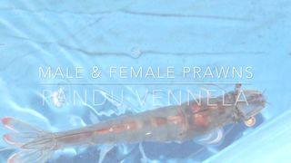 Maturation/ mother prawns/ male & female prawns/ feeding for prawns